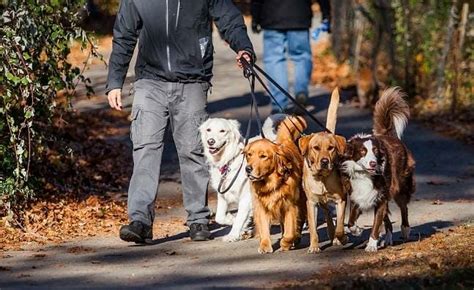 Dog walk jobs near me - As part of the dog walking role, ... View all Dog Walking jobs - Harrogate jobs - Dog Walker jobs in Harrogate; Salary Search: Part Time Dog Walker salaries in Harrogate; Dog Walker. Wagtastic walks Exeter. Exeter. £11 - £13 an hour. Part-time +1. Day shift +2. Easily apply: Job Types: Freelance, Part-time. Follow specific instructions from pet owners …